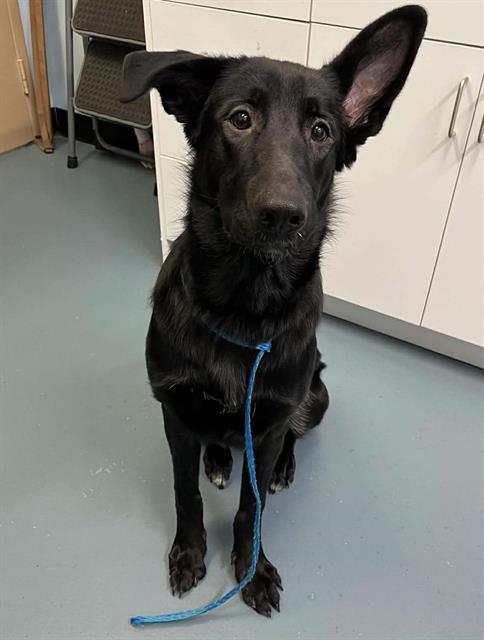 Enlarge LIBRA, a Adoptable mixed breed in London, ON image 1/1