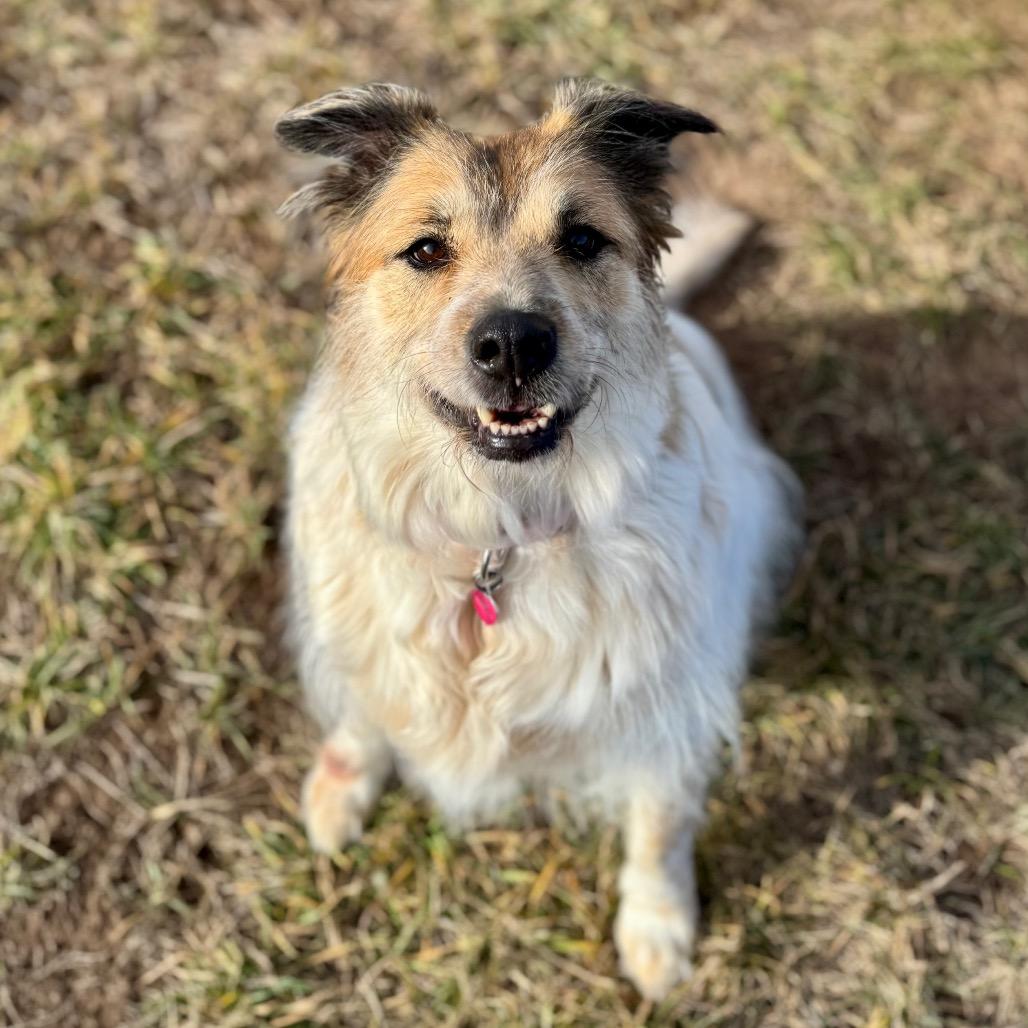 Hermione, Adoptable, Senior Female Australian Shepherd & Mixed Breed.