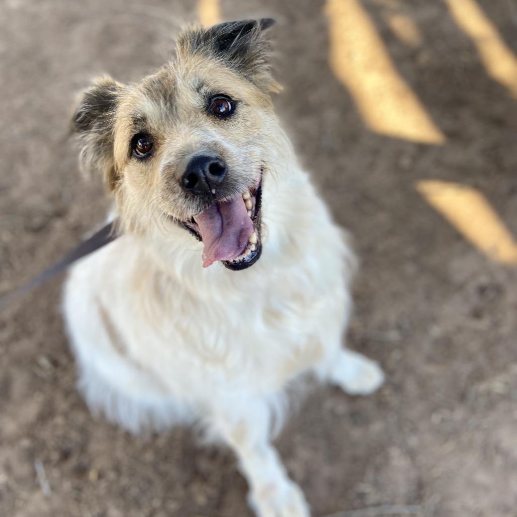 Enlarge Hermione, a Adoptable mixed breed in Glenwood Springs, CO image 2/6