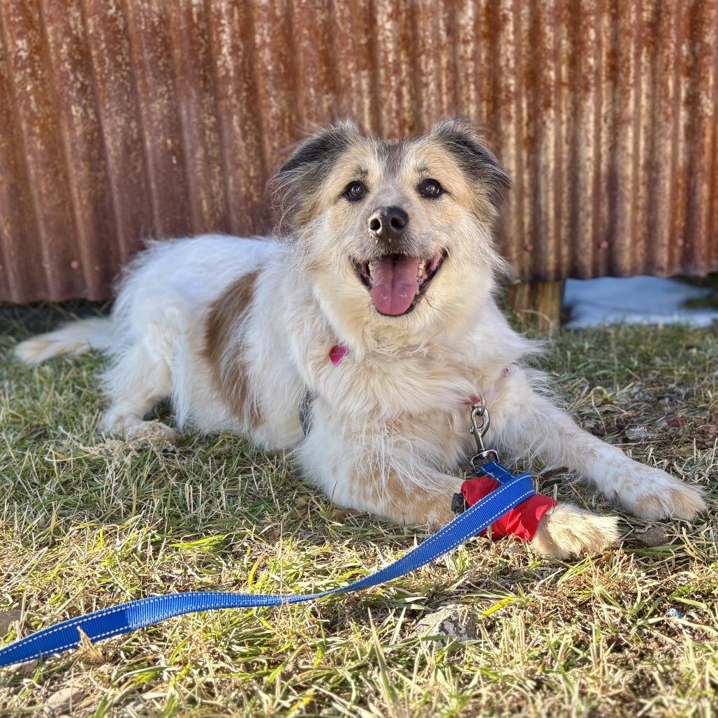 Enlarge Hermione, a Adoptable mixed breed in Glenwood Springs, CO image 4/6