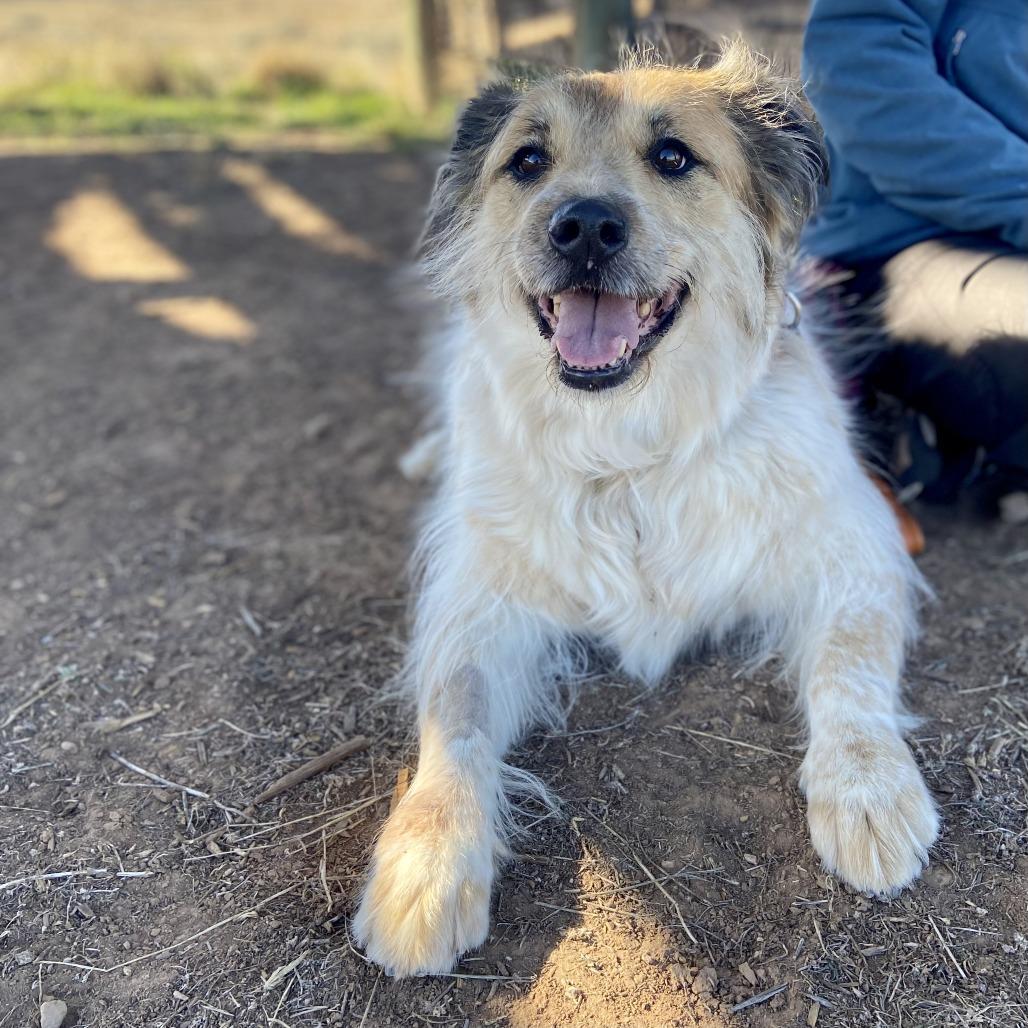 Enlarge Hermione, a Adoptable mixed breed in Glenwood Springs, CO image 6/6