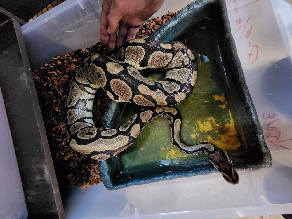 Enlarge Vine #6342, a Adoptable Ball Python in Vista, CA image 2/2