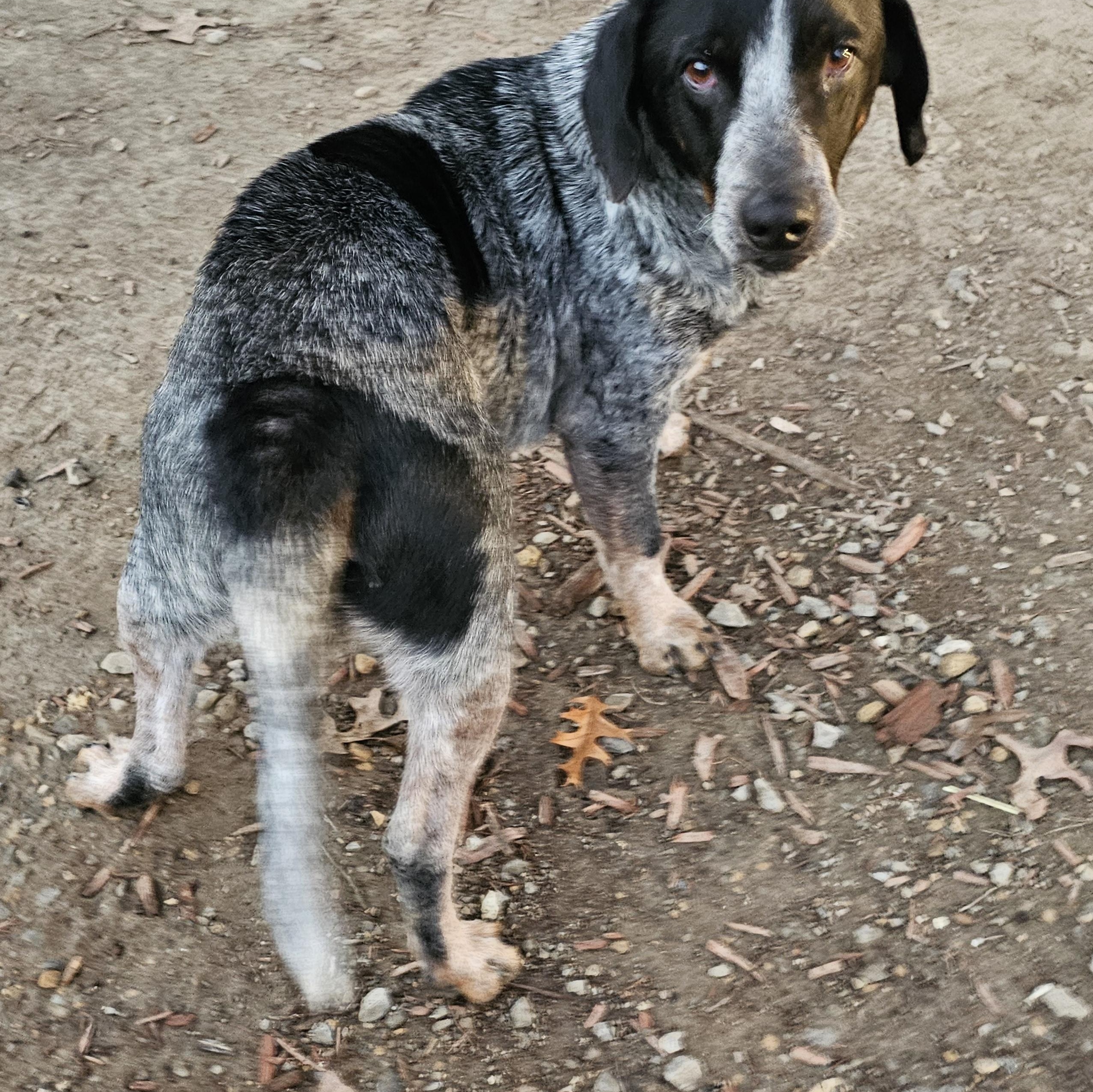 Blue, a Adoptable mixed breed in Columbia, MO image 1/3
