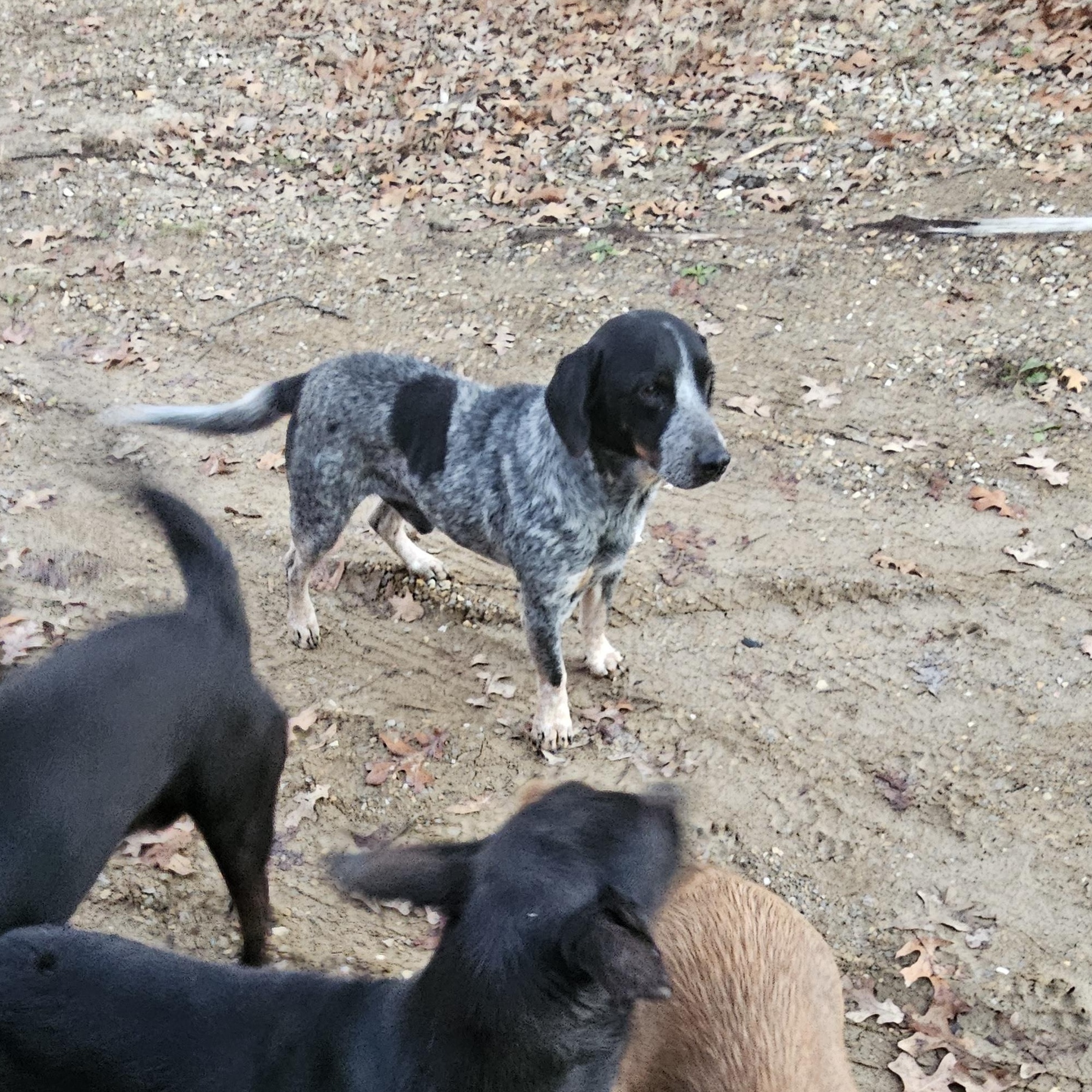 Blue, a Adoptable mixed breed in Columbia, MO image 2/3