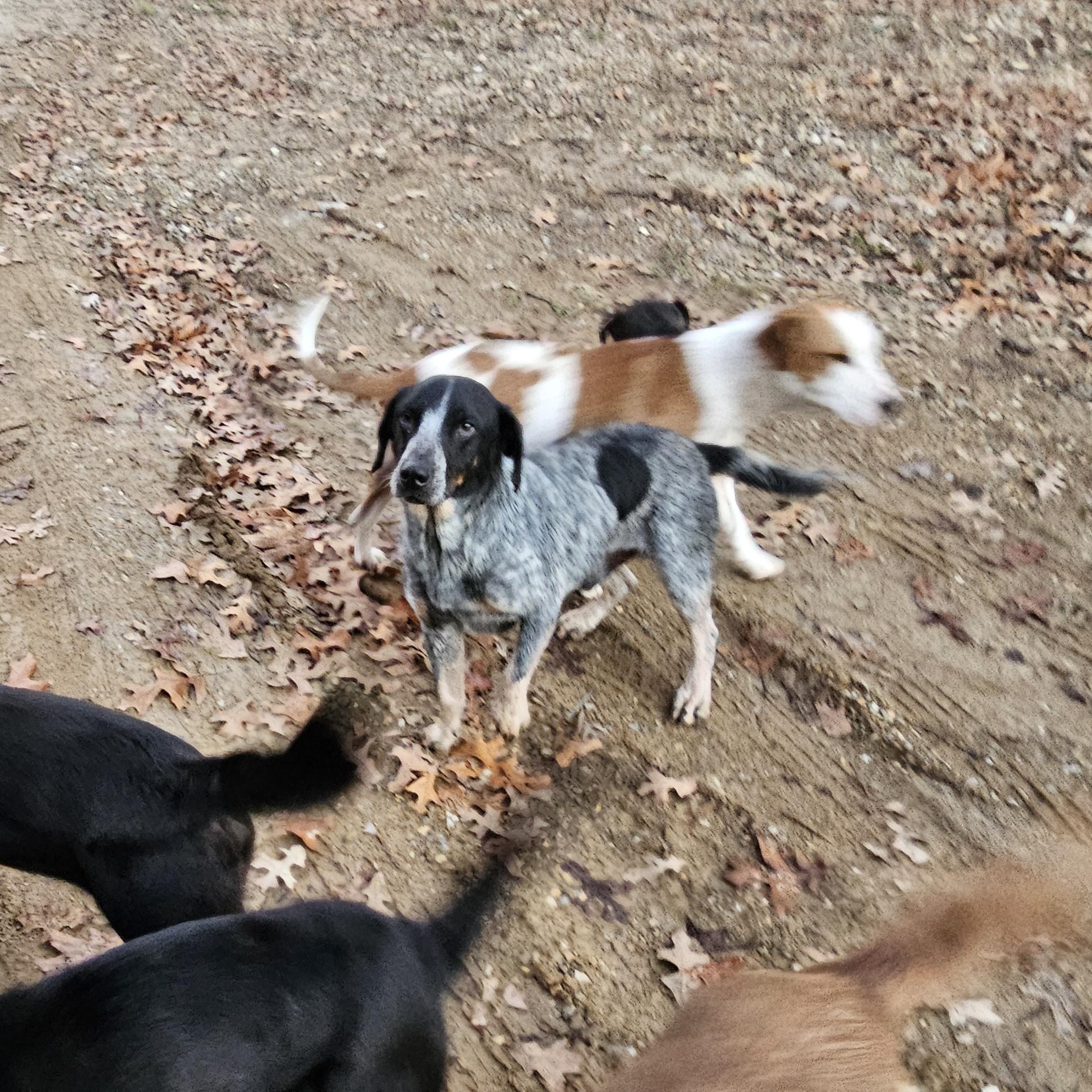 Blue, a Adoptable mixed breed in Columbia, MO image 3/3