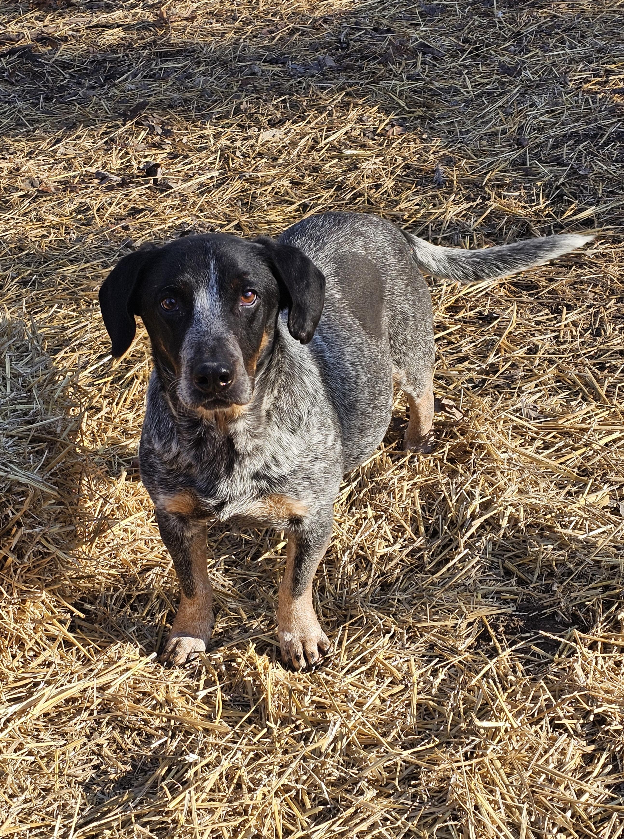 Enlarge Blue, a Adoptable mixed breed in Columbia, MO image 2/4