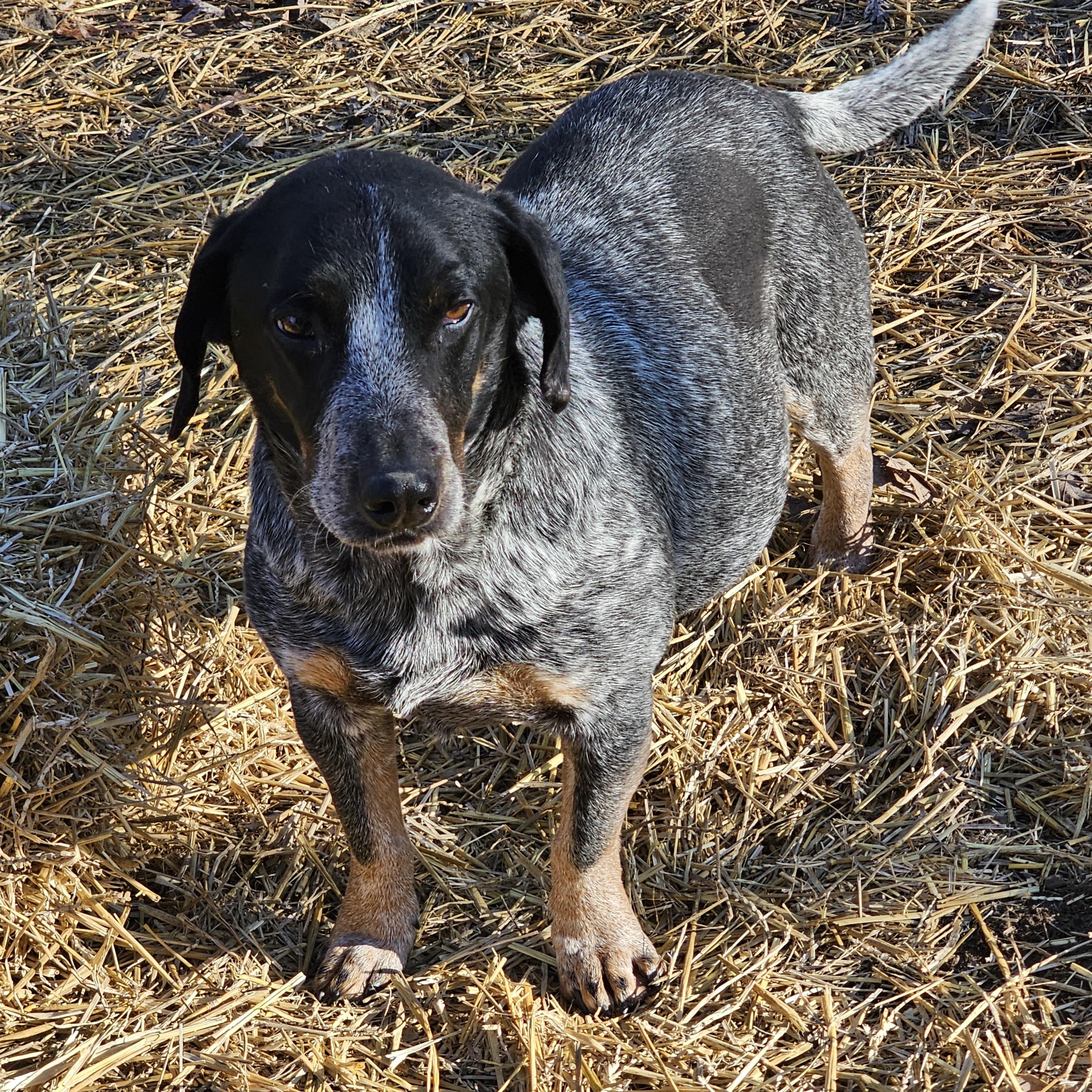 Enlarge Blue, a Adoptable mixed breed in Columbia, MO image 1/4