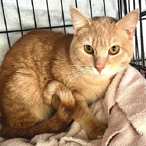 Leo, ADOPTABLE, Adult Male Tabby.