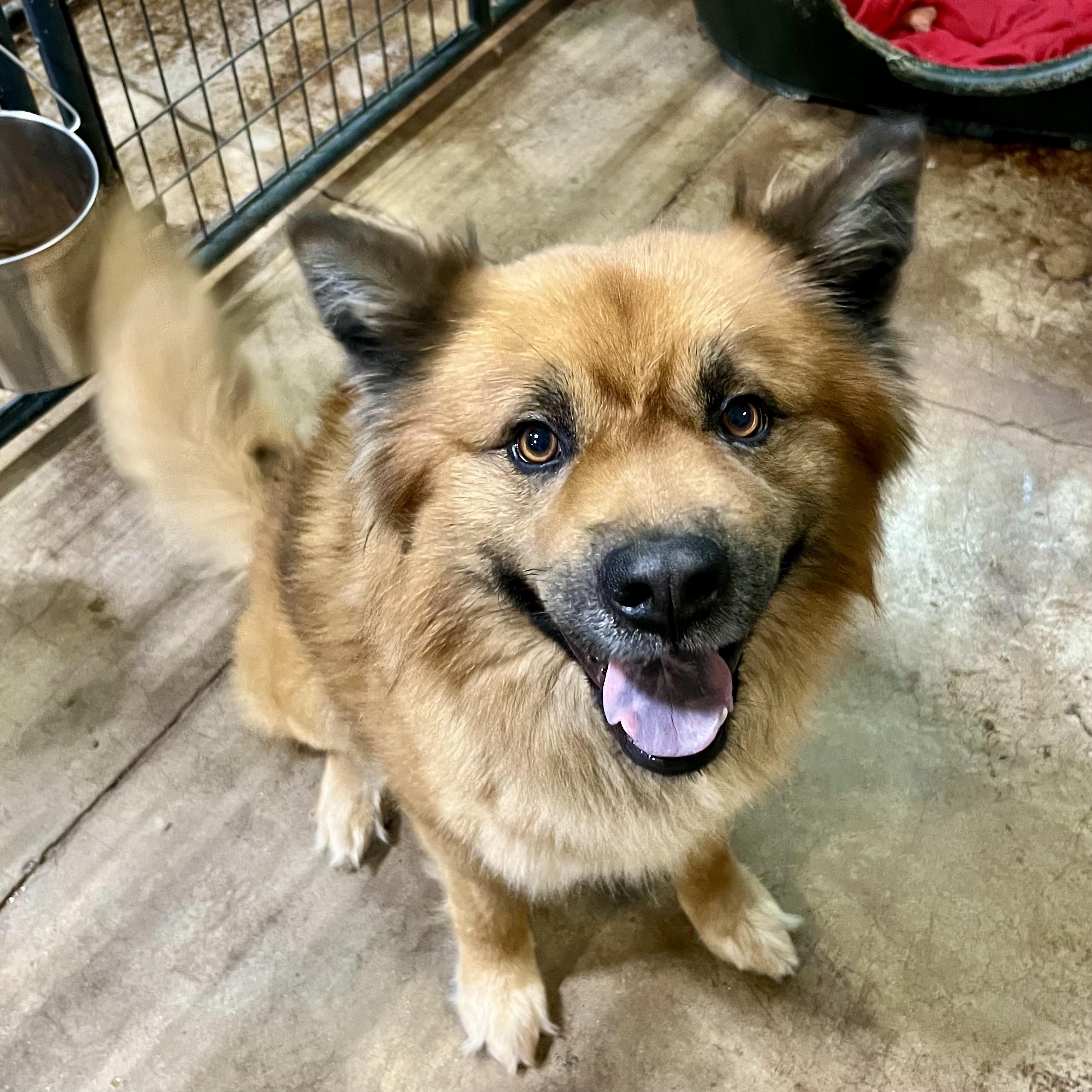 Enlarge Silas, a Adoptable mixed breed in Gallatin, TN image 3/3