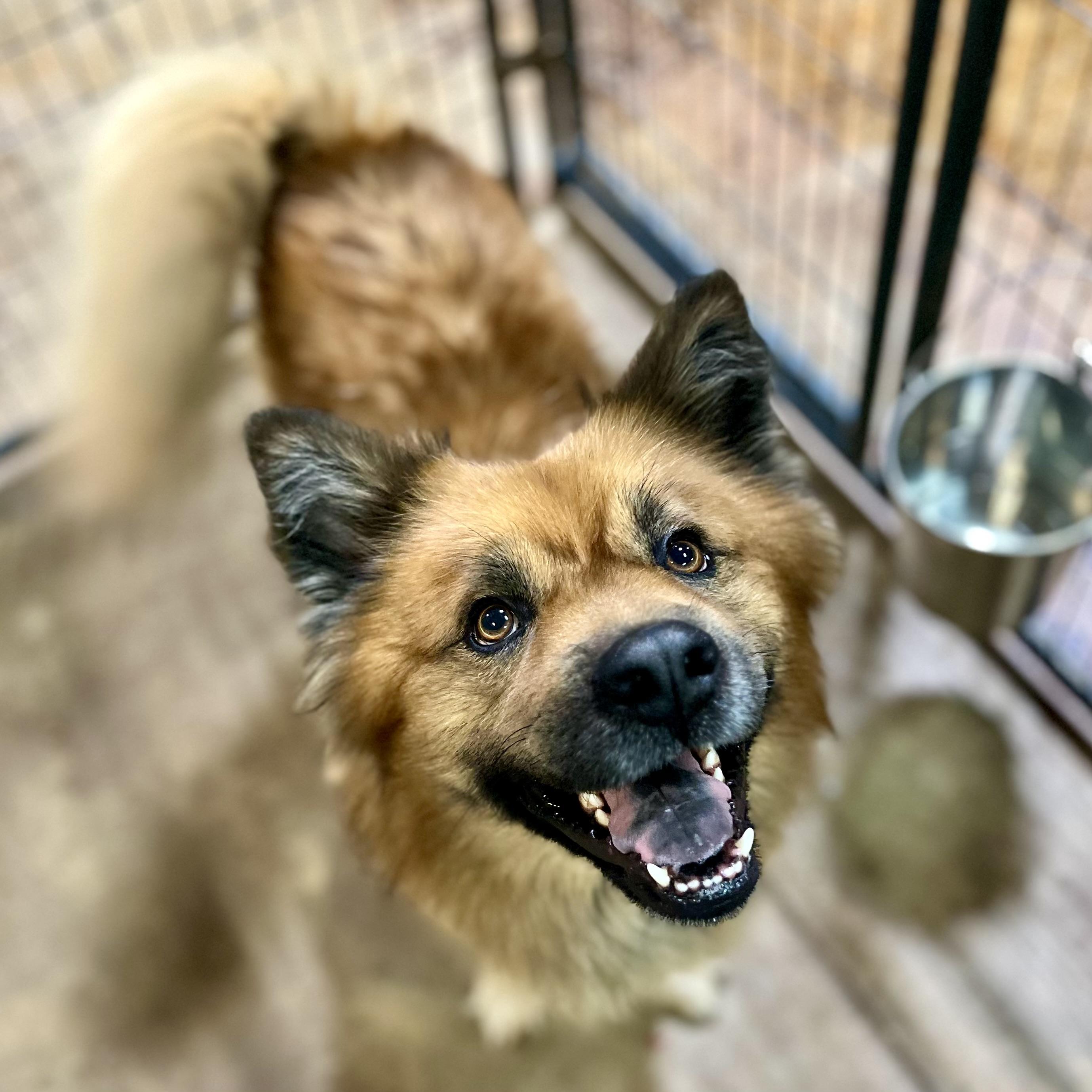 Silas, ADOPTABLE, Adult • Male, Chow Chow & Mixed Breed.
