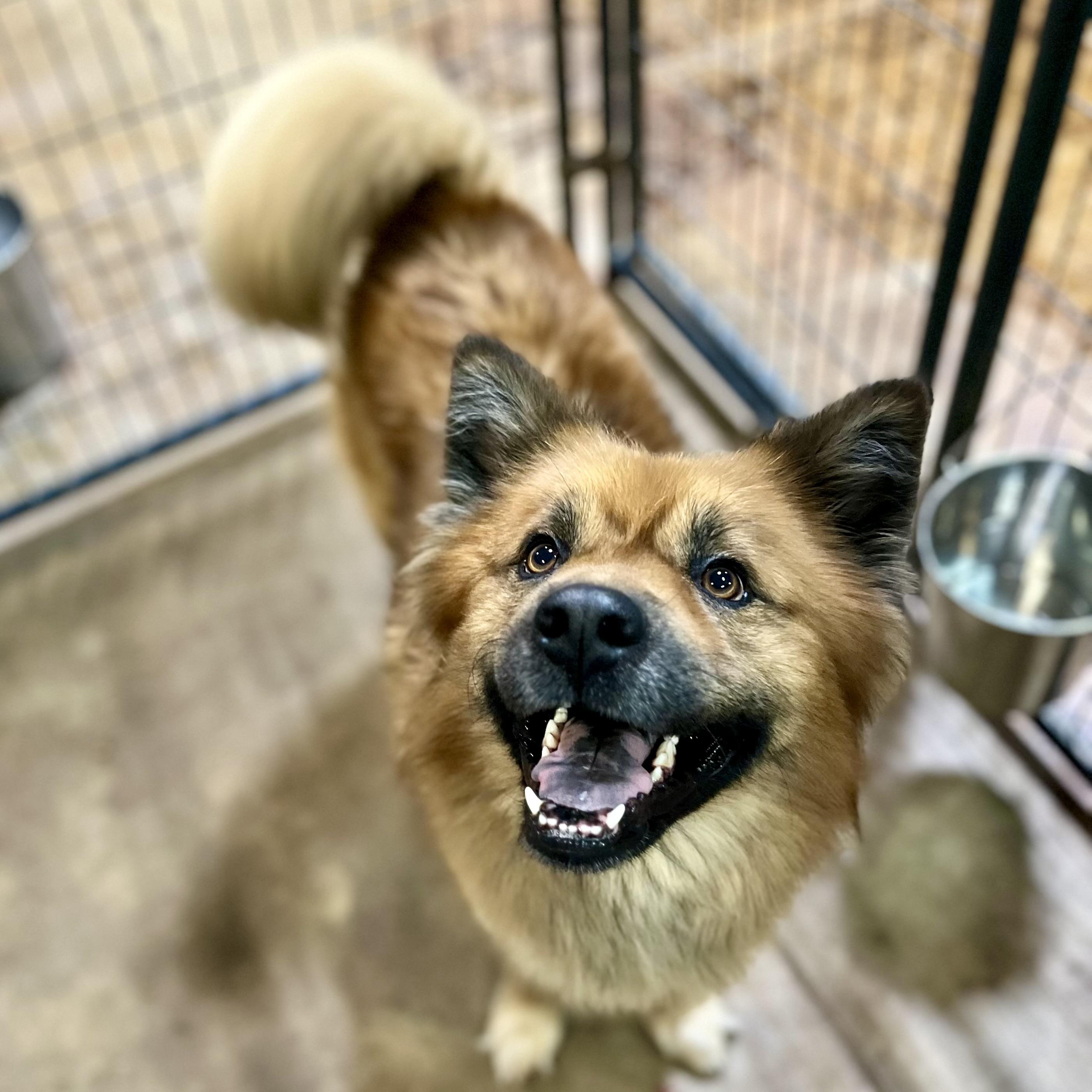 Enlarge Silas, a Adoptable mixed breed in Gallatin, TN image 2/3
