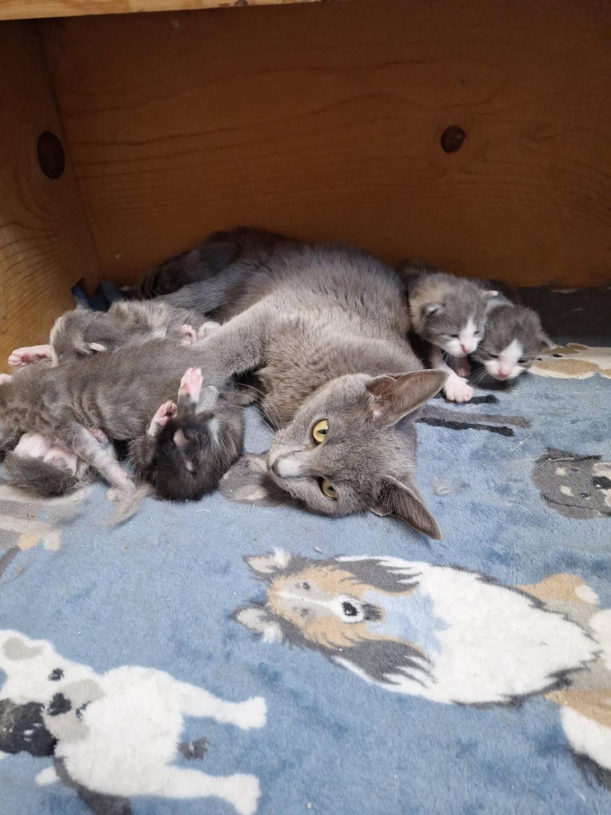 Enlarge Willow, a ADOPTABLE mixed breed in Huntsville, AL image 1/1
