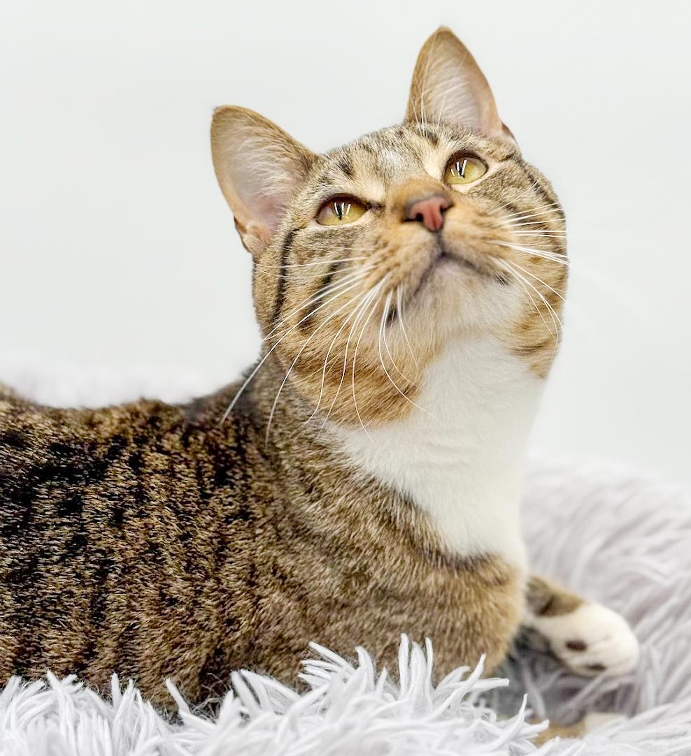 Cannoli cannot be any sweeter or cuter! VIDEO from clinic too!, a Adoptable mixed breed in Bedford Hills, NY image 4/5