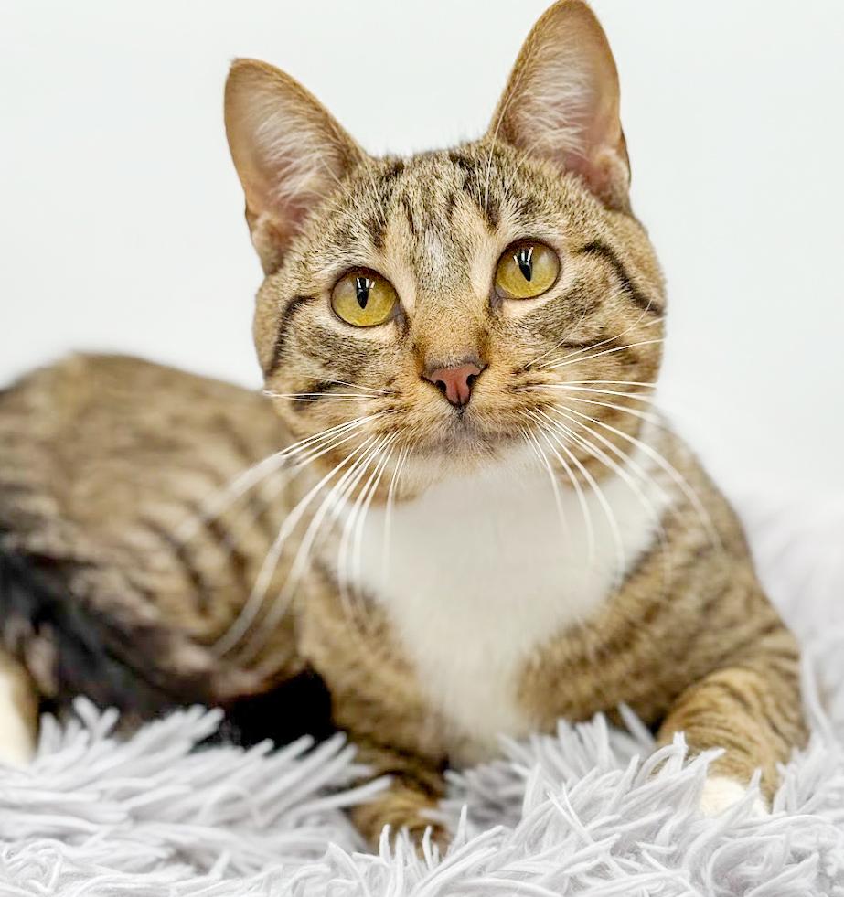 Cannoli cannot be any sweeter or cuter! VIDEO from clinic too!, a Adoptable mixed breed in Bedford Hills, NY image 1/5