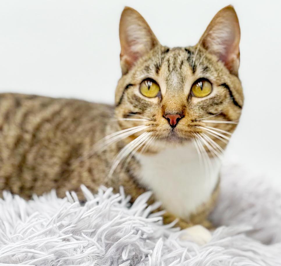 Cannoli cannot be any sweeter or cuter! VIDEO from clinic too!, a Adoptable mixed breed in Bedford Hills, NY image 3/5