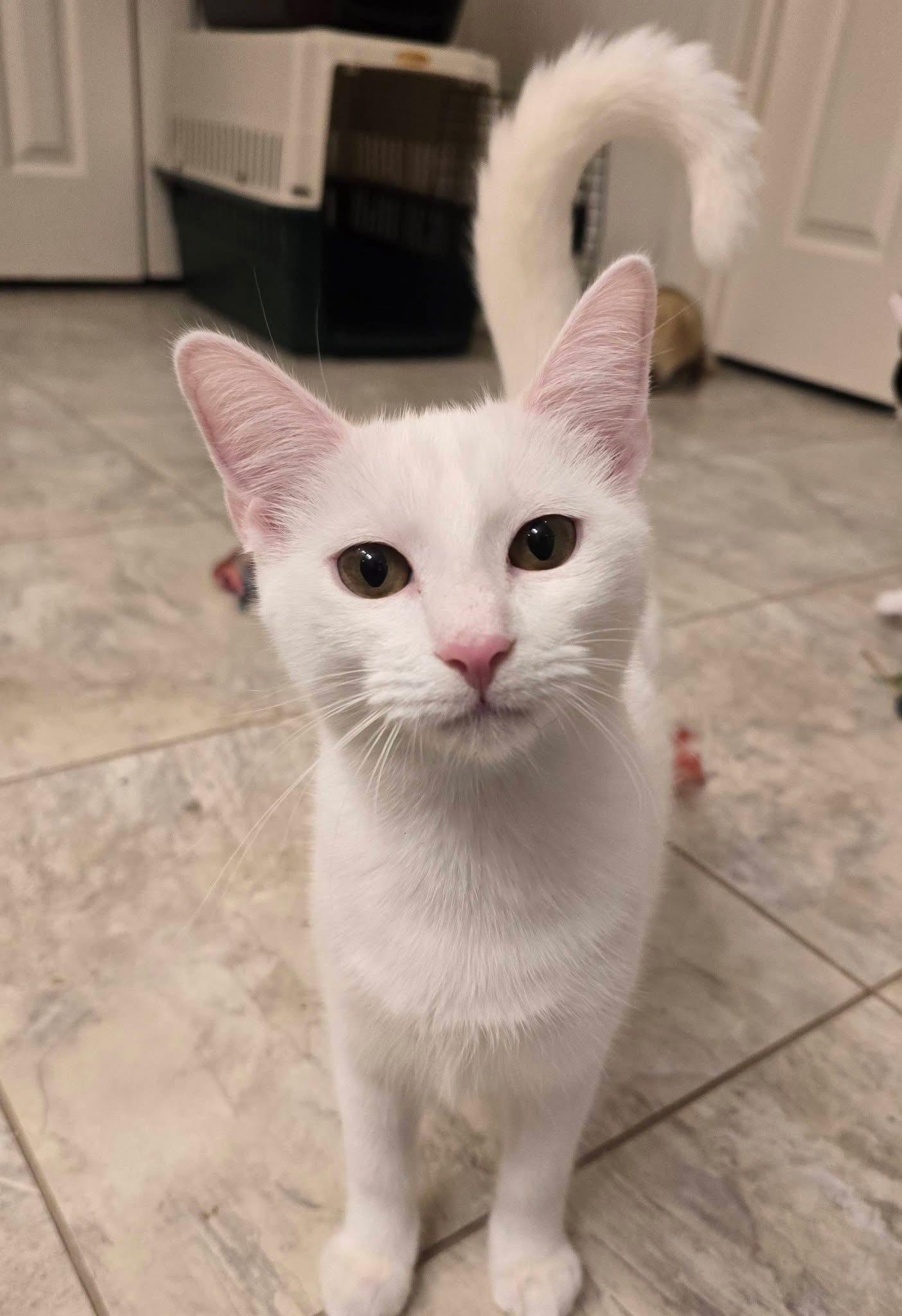 Lima Bean, Adoptable, Young Female Domestic Short Hair.