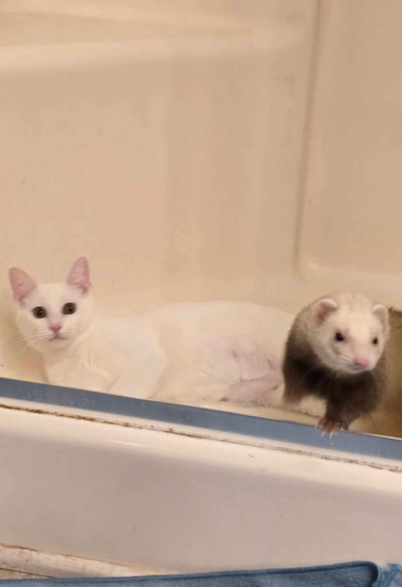 Enlarge Lima Bean, a Adoptable Domestic Short Hair in Pittsboro, NC image 2/2