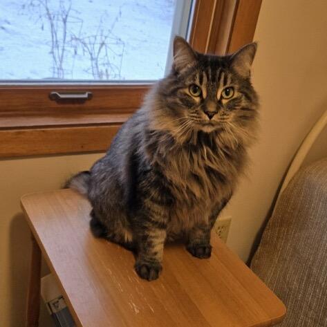 Tiny, ADOPTABLE, Adult Female Domestic Long Hair.