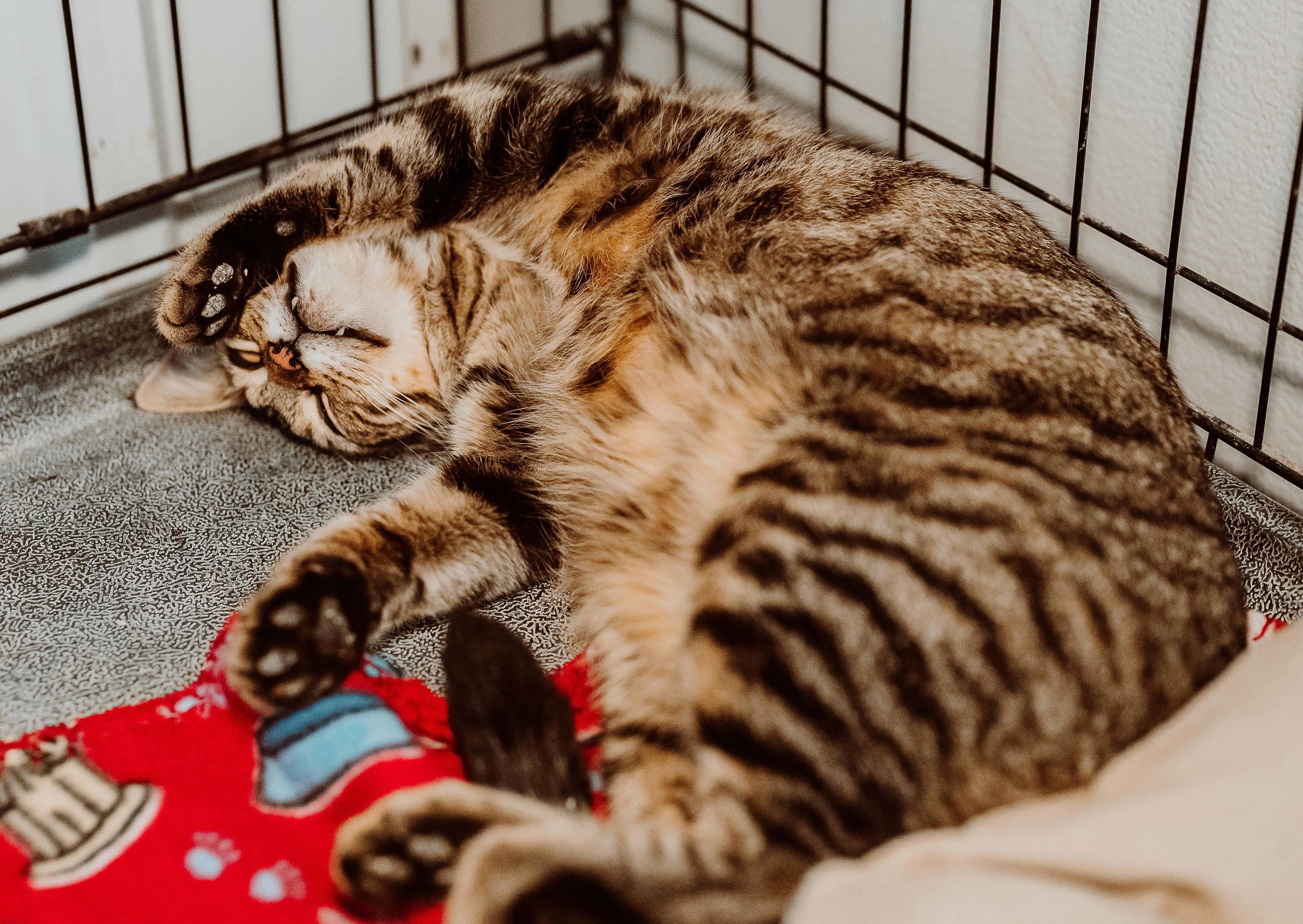 Enlarge Deborah, a ADOPTABLE Tabby in Le Mars, IA image 1/1