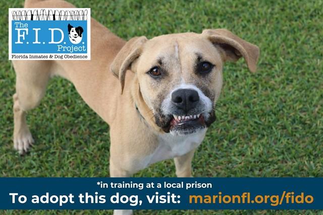 Enlarge REGIS, a Adoptable mixed breed in Ocala, FL image 1/1