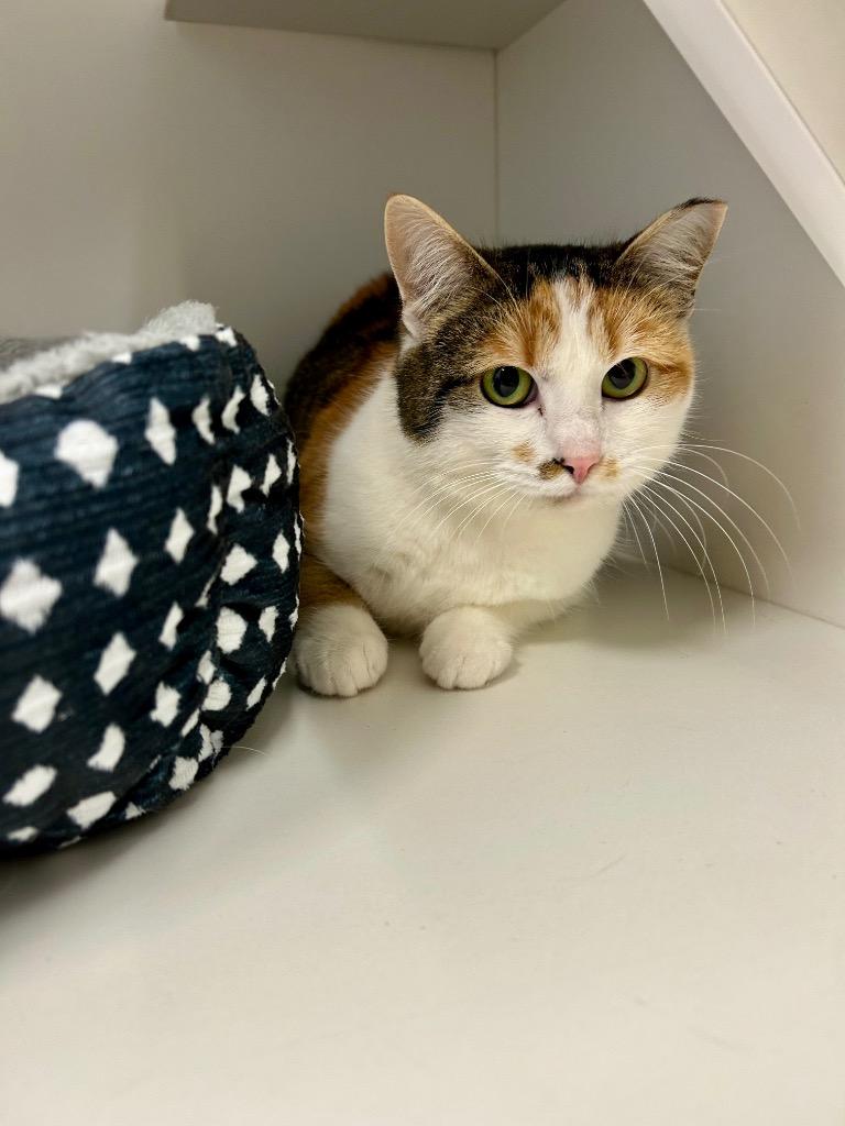 Willow, Adoptable, Adult Female Domestic Short Hair.