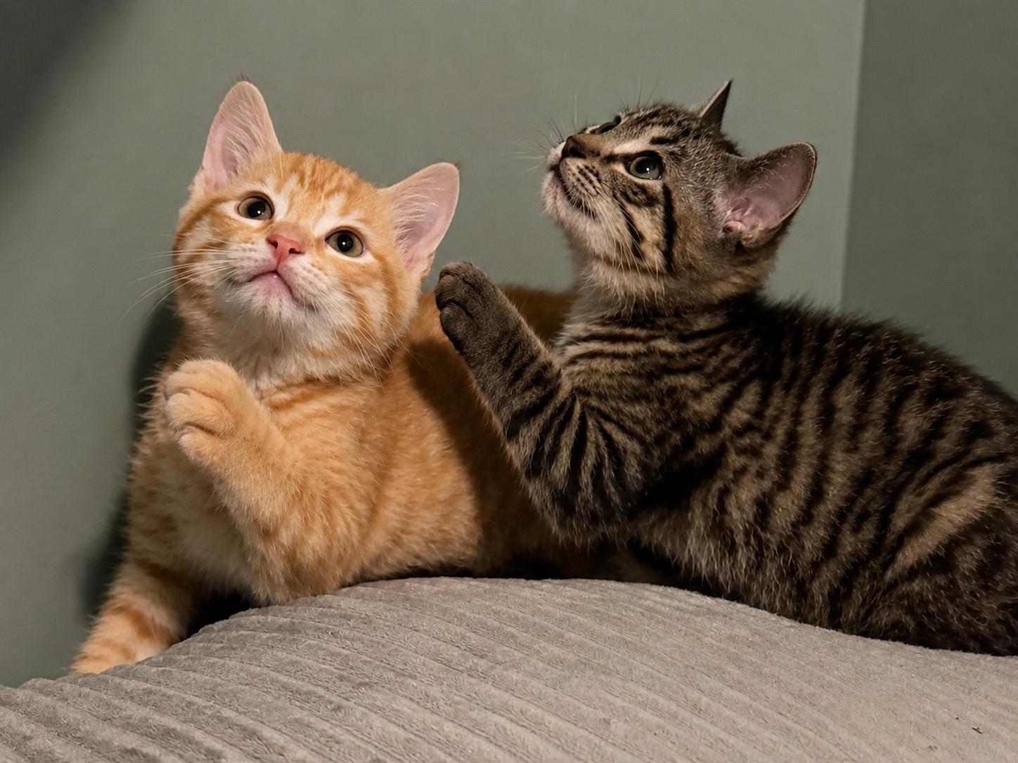 Sugar & Spice - Bonded Sisters, an adopted Domestic Short Hair in West Saint Paul, MN image 1/4