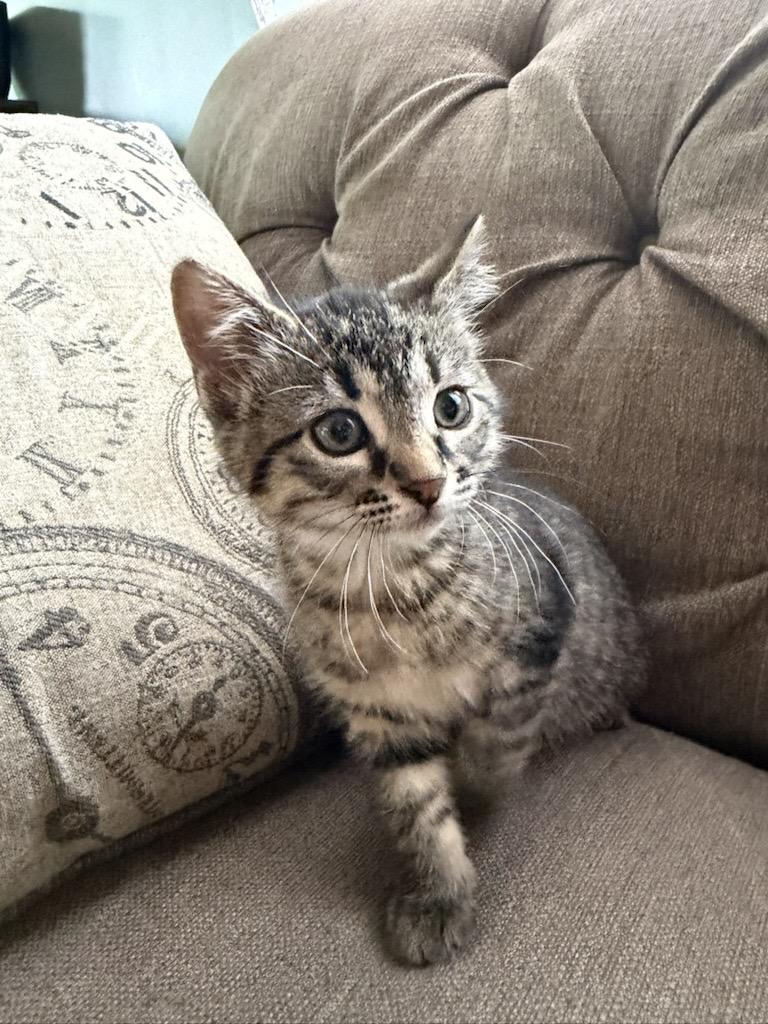 Sugar & Spice - Bonded Sisters, an adopted Domestic Short Hair in West Saint Paul, MN image 3/4