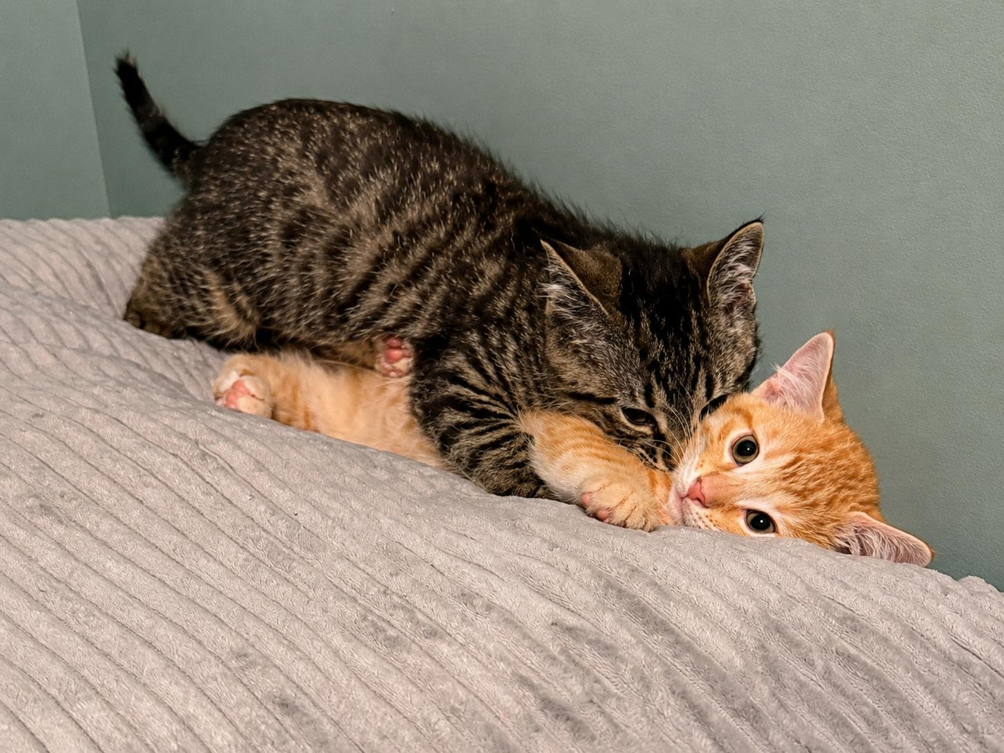 Sugar & Spice - Bonded Sisters, an adopted Domestic Short Hair in West Saint Paul, MN image 4/4