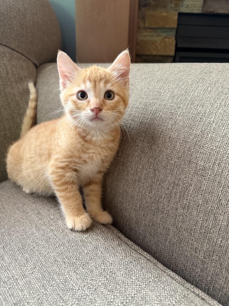 Sugar & Spice - Bonded Sisters, an adopted Domestic Short Hair in West Saint Paul, MN image 2/4