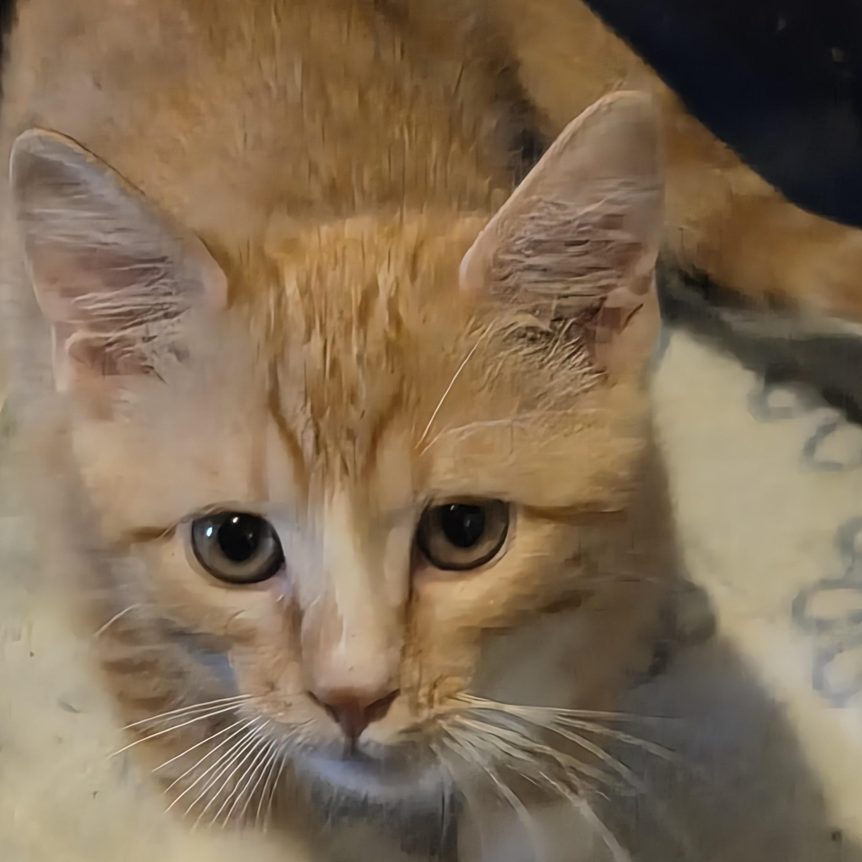 Enlarge Miss Colonal Mustard, a Adoptable Domestic Short Hair in Greeley, CO image 2/2