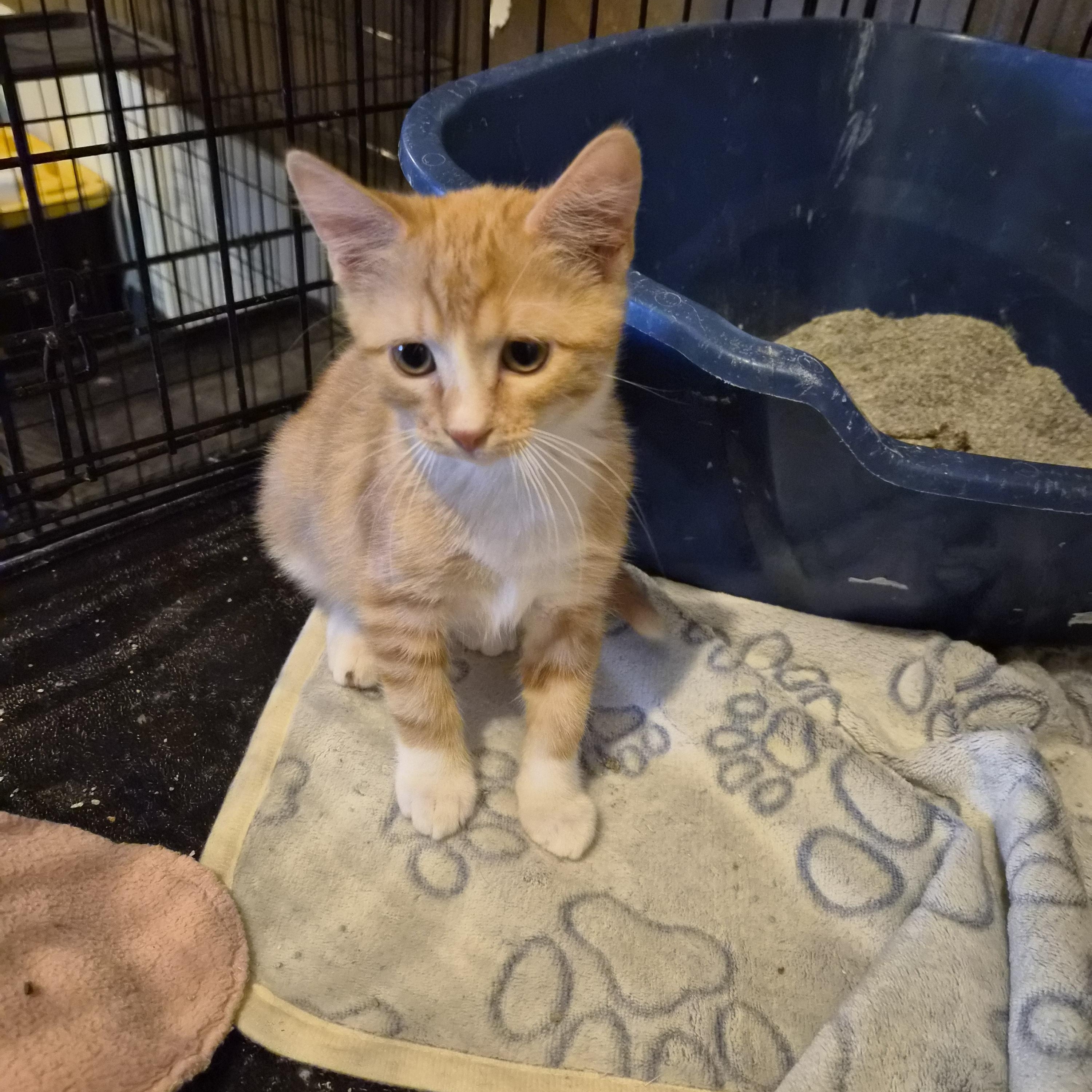 Miss Colonal Mustard, Adoptable, Kitten Female Domestic Short Hair.