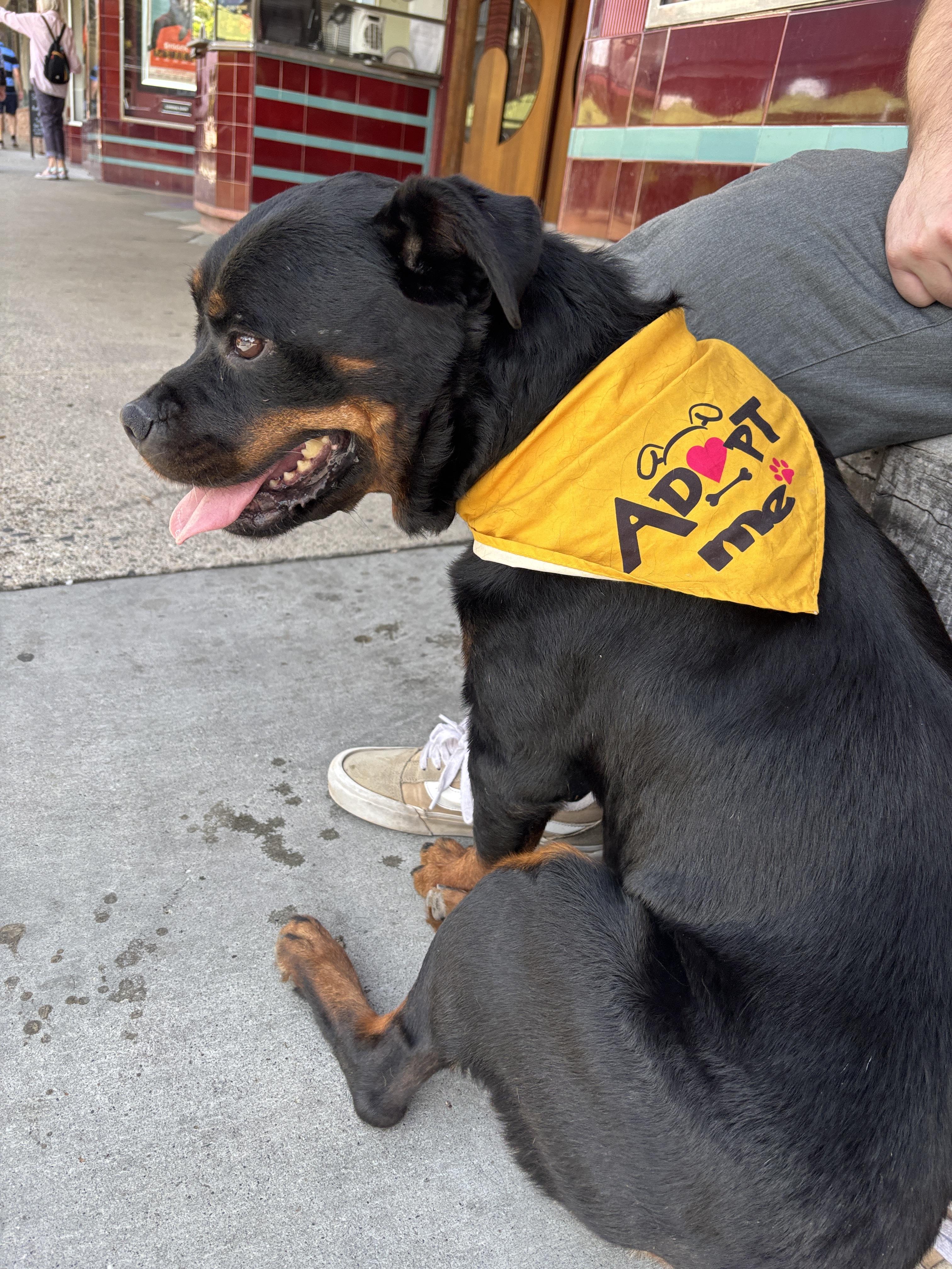 Enlarge Callie Girl, a Adoptable mixed breed in Grass Valley, CA image 3/6