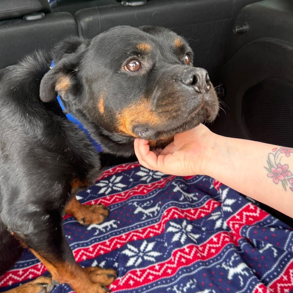 Enlarge Callie Girl, a Adoptable mixed breed in Grass Valley, CA image 2/6