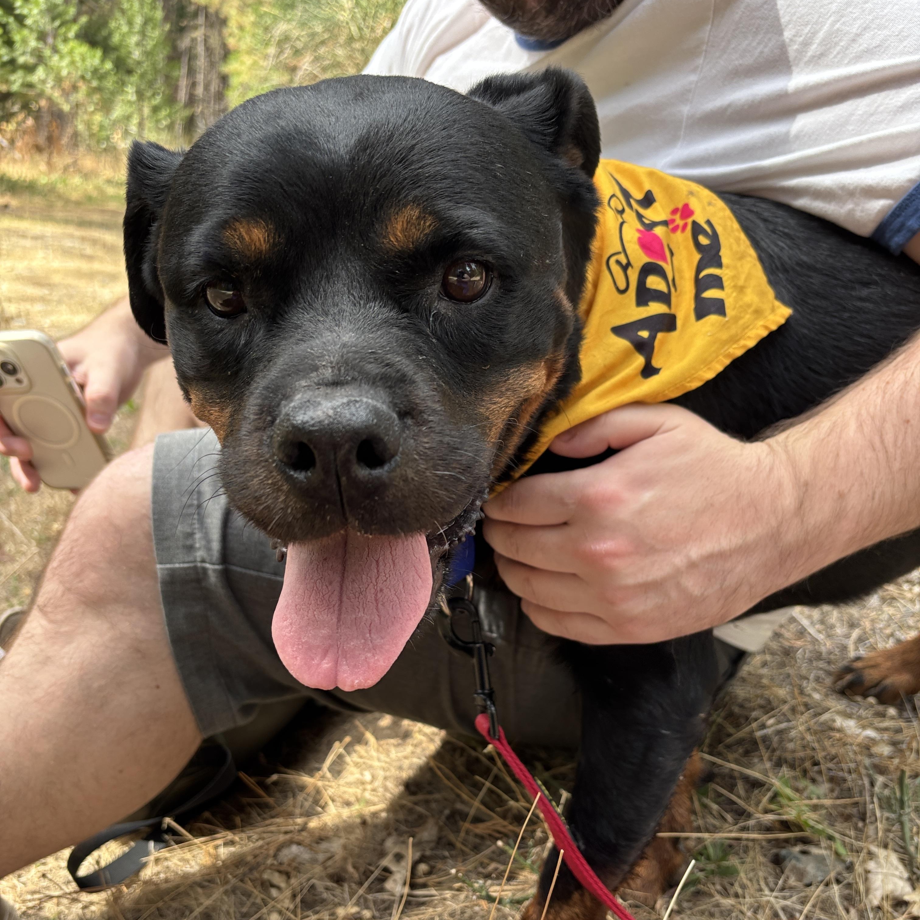 Enlarge Callie Girl, a Adoptable mixed breed in Grass Valley, CA image 1/6