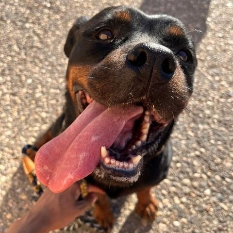 Enlarge Callie Girl, a Adoptable mixed breed in Grass Valley, CA image 5/6
