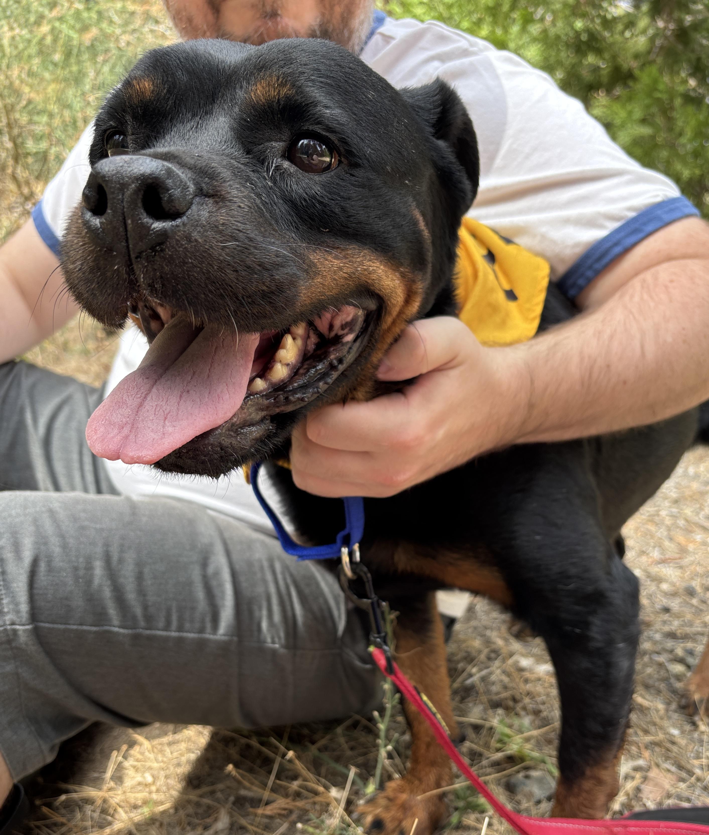 Enlarge Callie Girl, a Adoptable mixed breed in Grass Valley, CA image 4/6