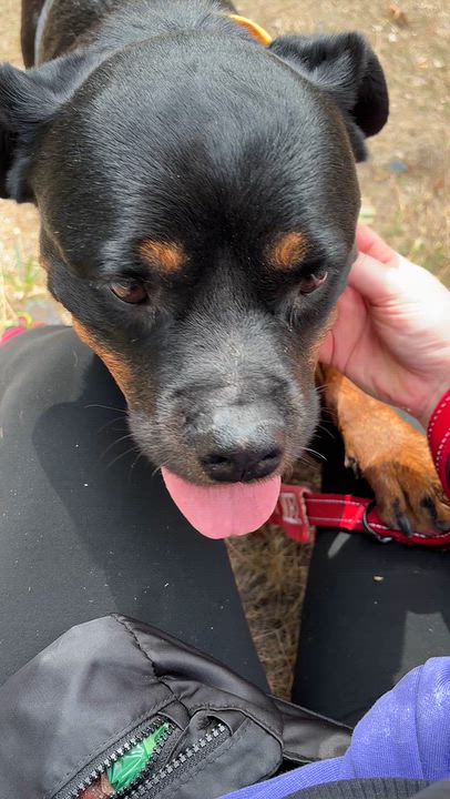 Enlarge Callie Girl, a Adoptable mixed breed in Grass Valley, CA video 6/6