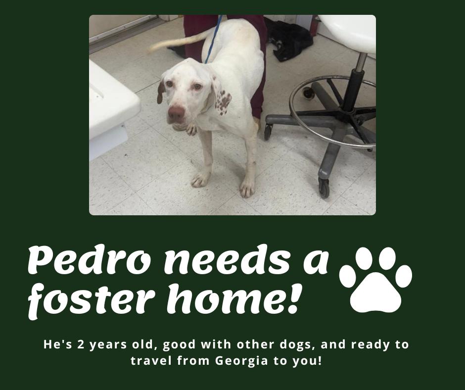 Needs Foster Pedro (GA)