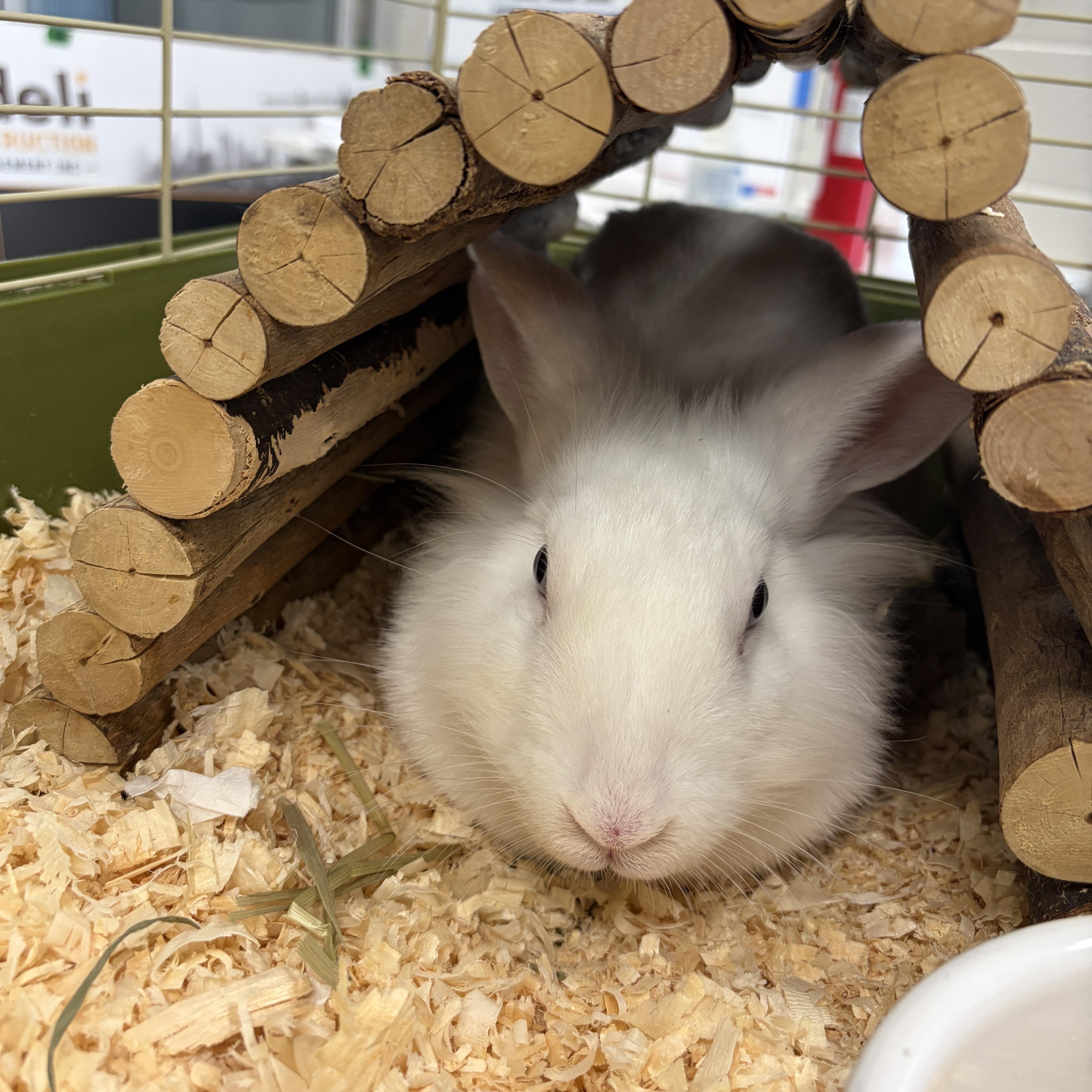 Enlarge Mushroom, a Adoptable Bunny Rabbit in Mississauga, ON image 1/1