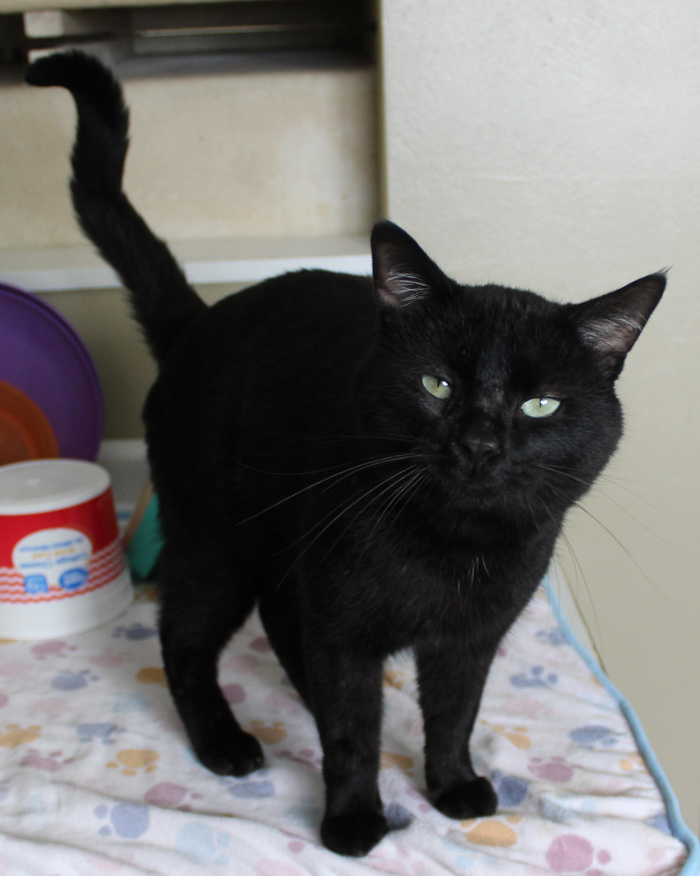 Mr. Gabs, Adoptable, Adult Male Domestic Short Hair.