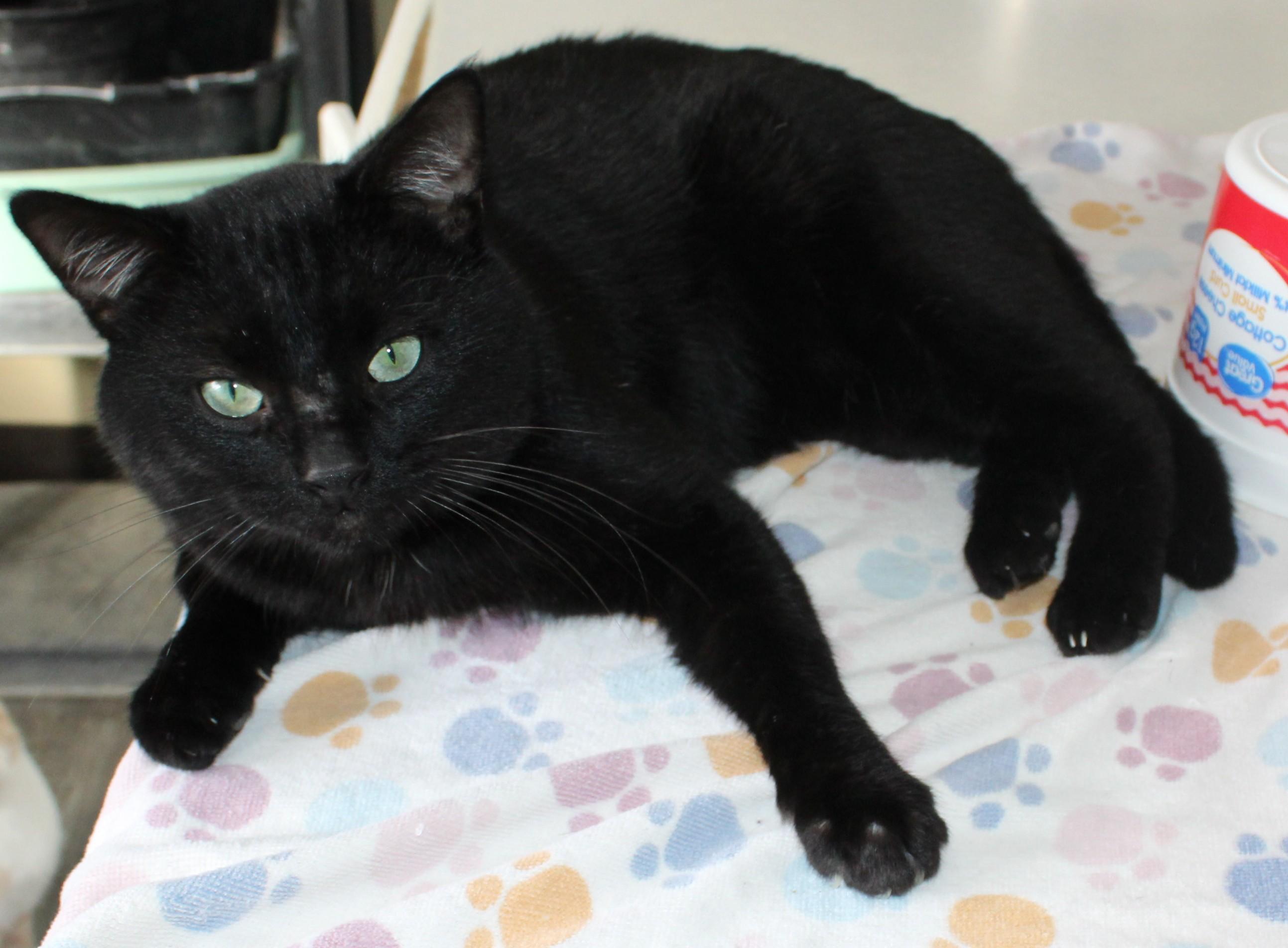 Enlarge Mr. Gabs, a Adoptable mixed breed in Huron, SD image 2/5