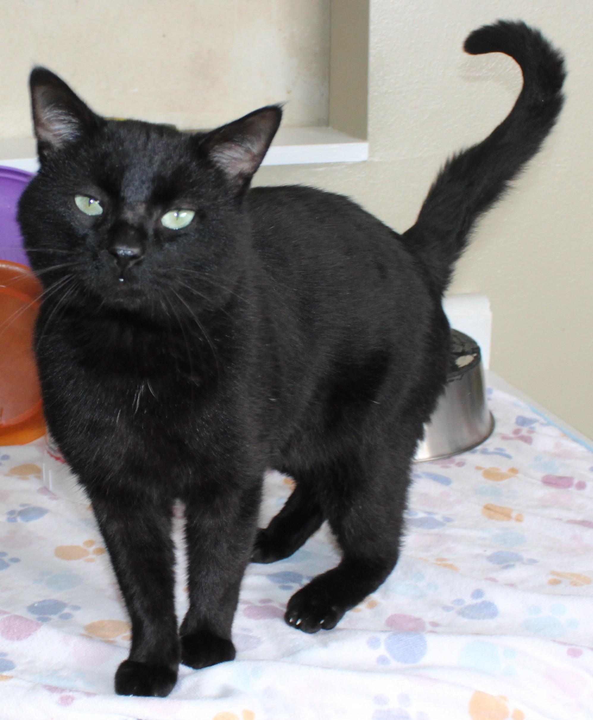 Enlarge Mr. Gabs, a Adoptable mixed breed in Huron, SD image 3/5