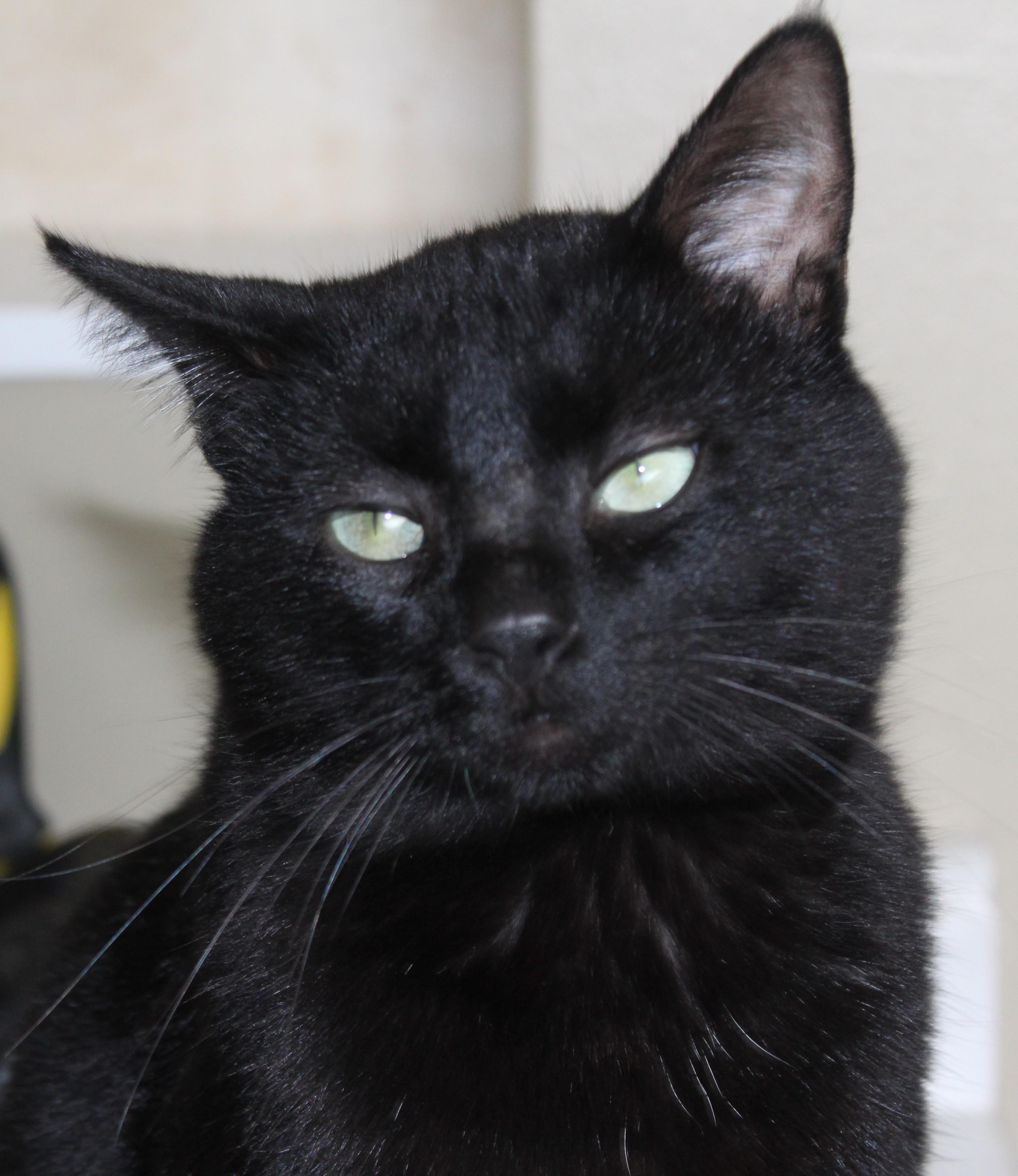 Enlarge Mr. Gabs, a Adoptable mixed breed in Huron, SD image 4/5