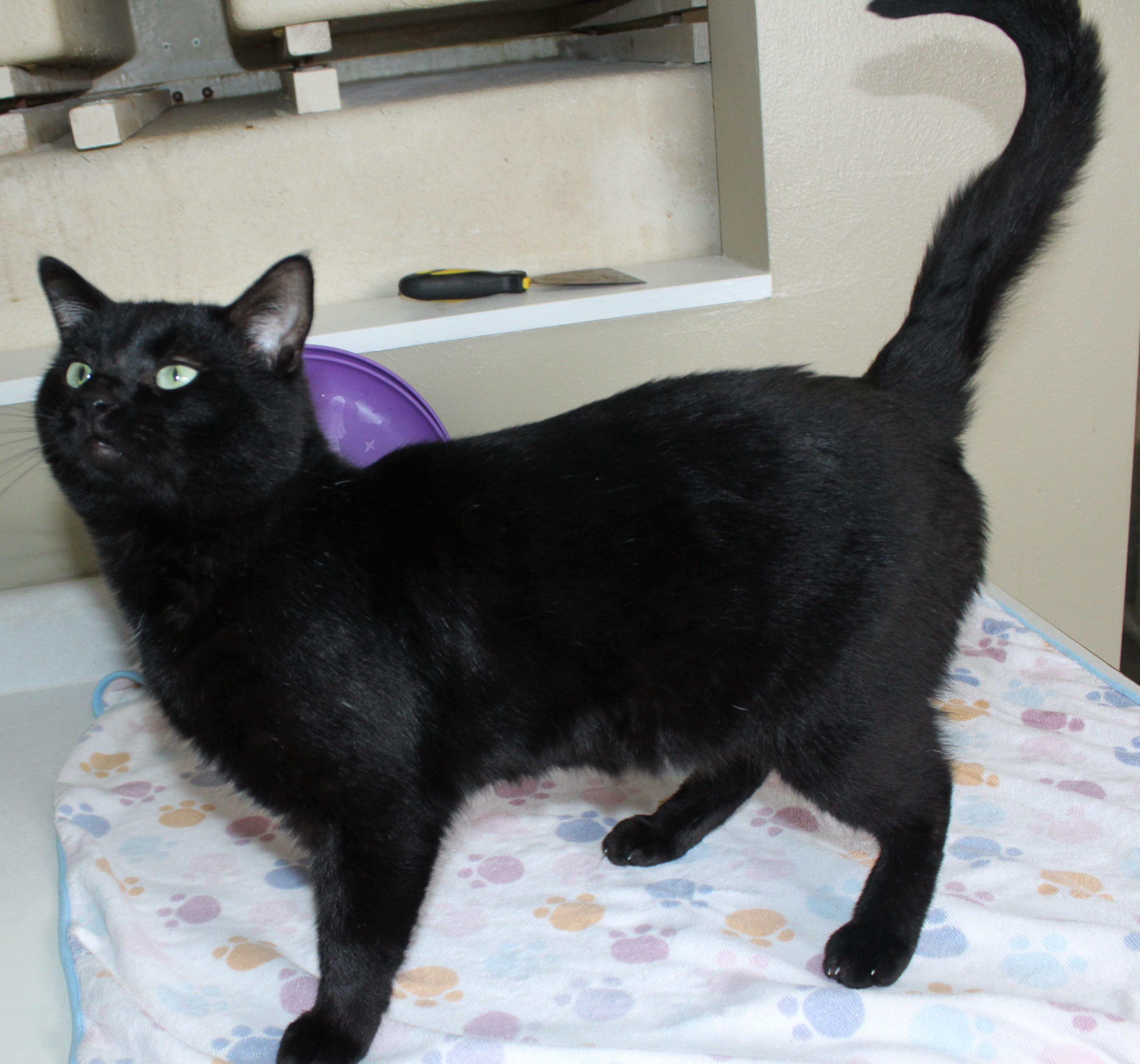 Enlarge Mr. Gabs, a Adoptable mixed breed in Huron, SD image 5/5