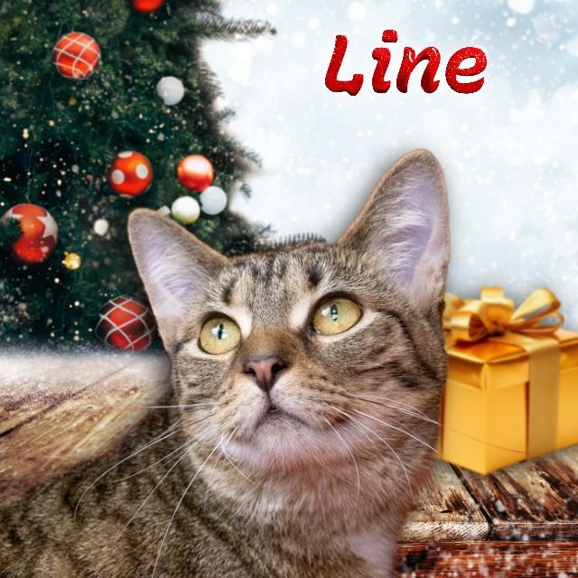 Line, Adoptable, Young Female Domestic Short Hair.