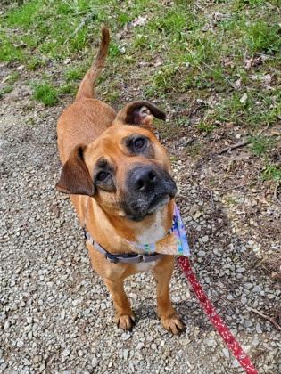 Rune, a Adoptable mixed breed in Batavia, OH image 1/3