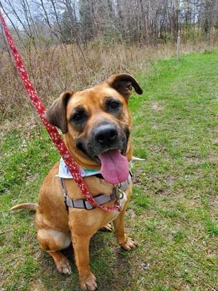 Rune, a Adoptable mixed breed in Batavia, OH image 3/3