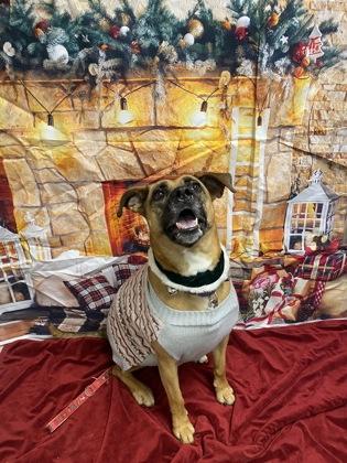 Rune, a Adoptable mixed breed in Batavia, OH image 2/3