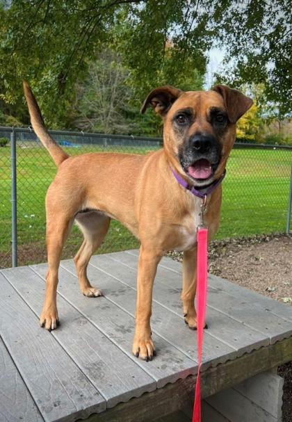 Rune, a Adoptable mixed breed in Batavia, OH image 3/3
