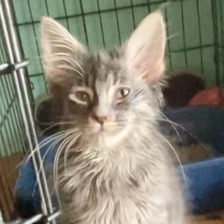 Enlarge Noelle, a Adoptable Maine Coon in Moses Lake, WA image 1/3